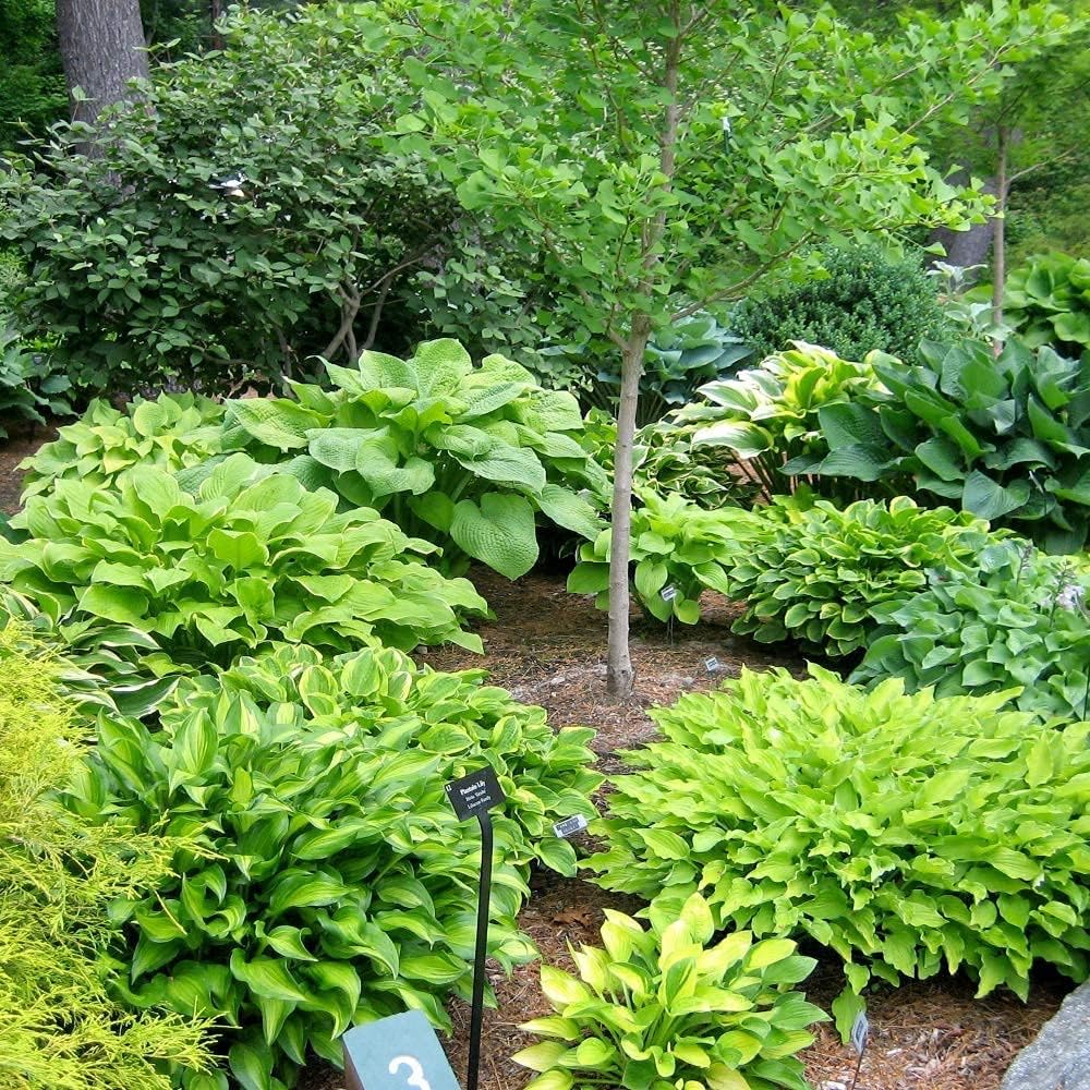 Fantastic Deal - 12 Bare Roots Hosta Plants - Mixed Heart-Shaped Hosta - Rich Green Foliage, Low Maintenance, Heart Shaped Leaves - Indoor and Outdoor