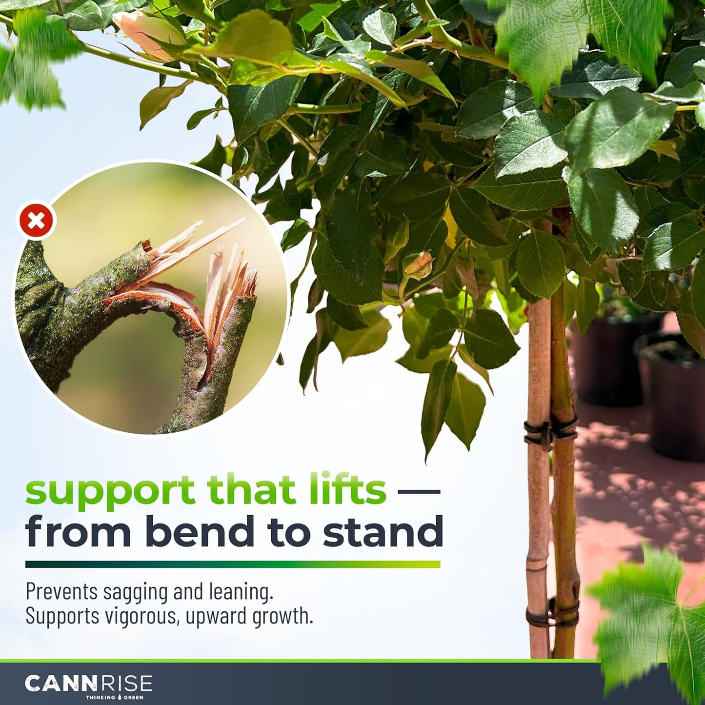 Anchor Rubber Bands for Trellising – 110 Pack of 5 cm/1.96 inches Rubber Bands for Outdoor Plant Support, Climbing Plants, Grape Vines, Trees – UV-Protected, Elastic, Multi-Purpose Use