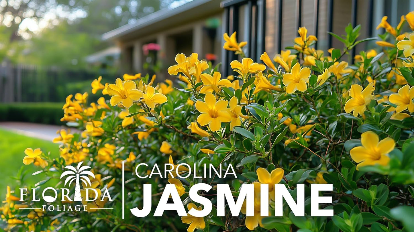 Carolina Jasmine | 3 Live Plants | Gelsemium sempervirens | Fast-Growing Flowering Vine for Trellises & Fences | Climbing Landscape Plants