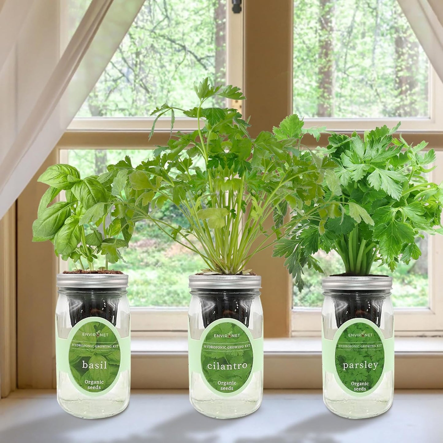Hydroponic Herb Growing Kit Set, Self-Watering Mason Jar Herb Garden Starter Kit Indoor, Windowsill Herbs Garden, Grow Your Own Herbs from Organic Seeds (Basil, Cilantro and Parsley)