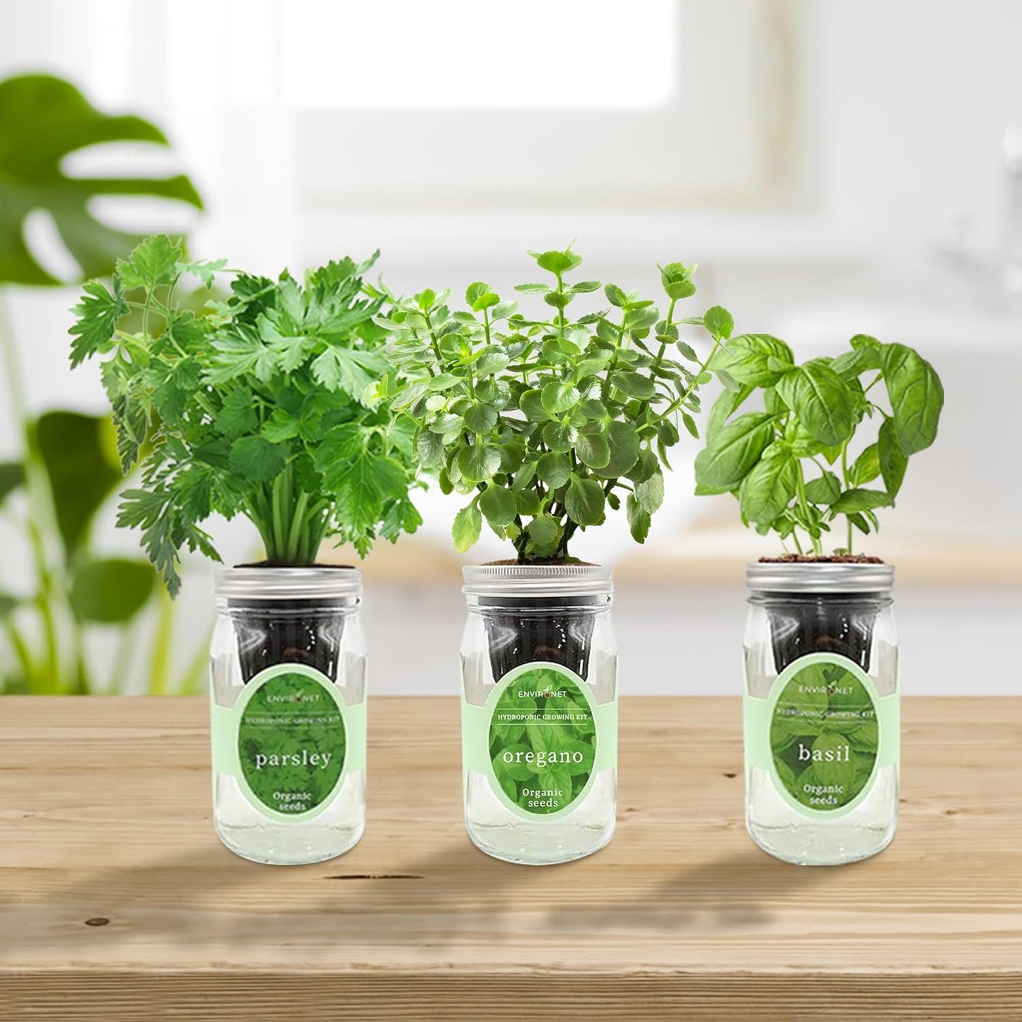 Hydroponic Herb Growing Kit Set, Self-Watering Mason Jar Herb Garden Starter Kit Indoor, Window Herbs Garden, Grow Your Own Plants from Organic Seeds (Basil, Parsley and Oregano)