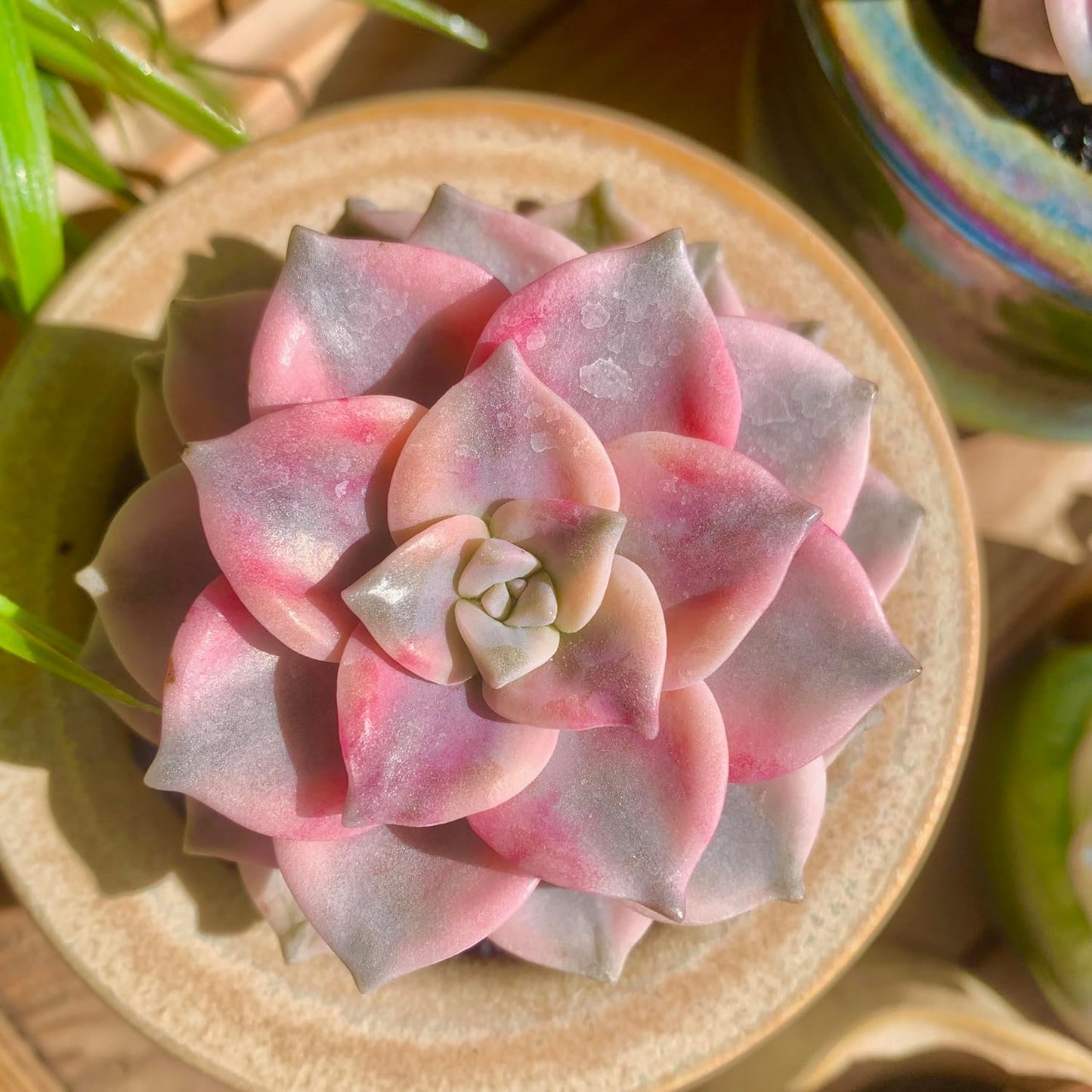 FWPP Live Succulents Plants Graptopetalum Purple Delight 2.5 inches,Rare Purple Succulents Bare Root Without Pot Soil, Live Plants Indoor Office Decoration Wedding and Gift