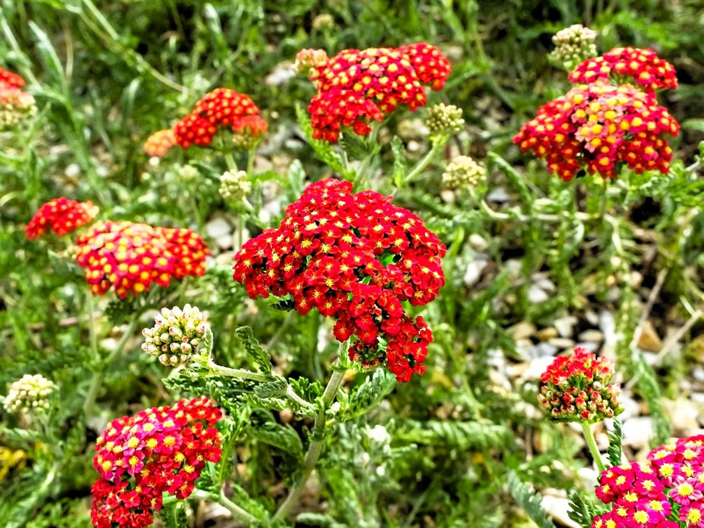 Greenwood Nursery: Live Perennial Plants - Achillea New Vintage Red Yarrow - [Qty: 5X Pint Pots] - (Click for Other Available Plants/Quantities)
