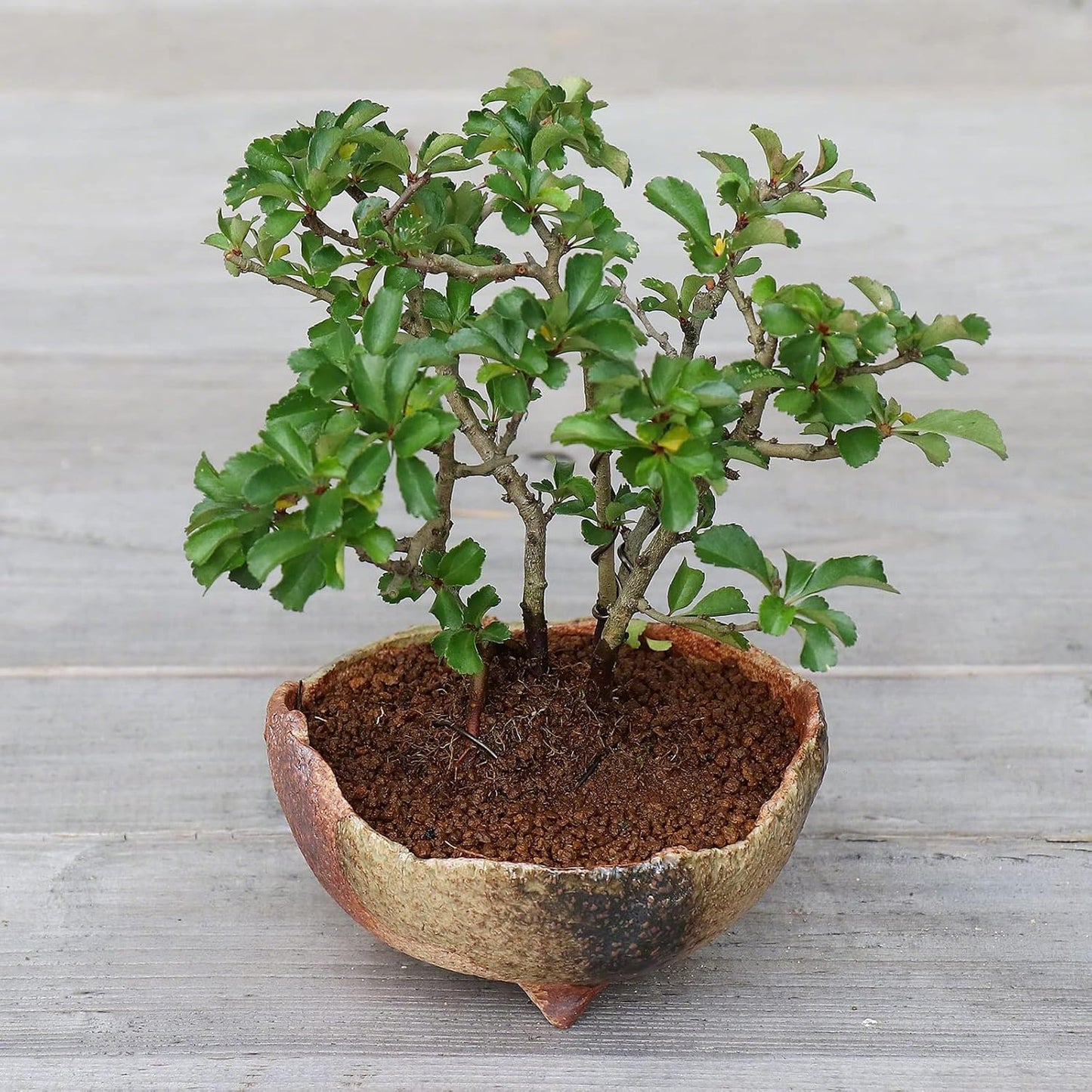 Wazakura Banko Series Japanese Handmade Rustic Crescent Shape Bonsai Pot 4.72 in (120 mm), Made in Japan Ceramic Garden Planter, Decorative Flower Vase, Unglazed Houseplant Bowl - Sand Green