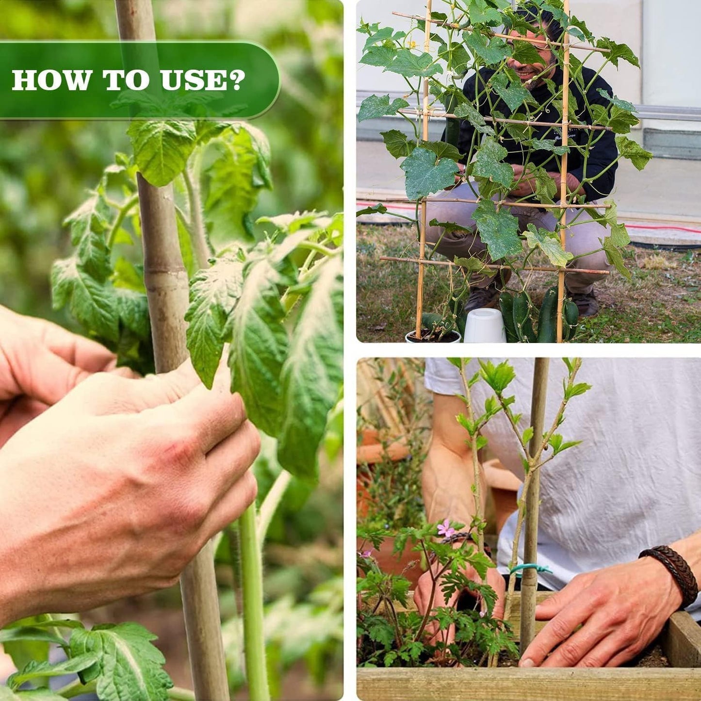 3/4" D 7 Feet Bamboo Stakes 50 Pack, Thicker Heavy-Duty Plant Stakes, Natural Garden Stakes for Bean, Tomato, Bean, Flowers,Trees Potted and Climbing Plant Support