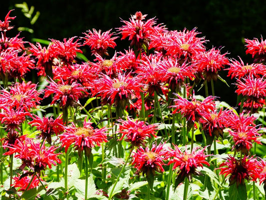 Greenwood Nursery: Live Perennial Plants - Bee Balm Jacob Cline + Monarda Didyma - [Qty: 5X Pint Pots] - (Click for Other Available Plants/Quantities)