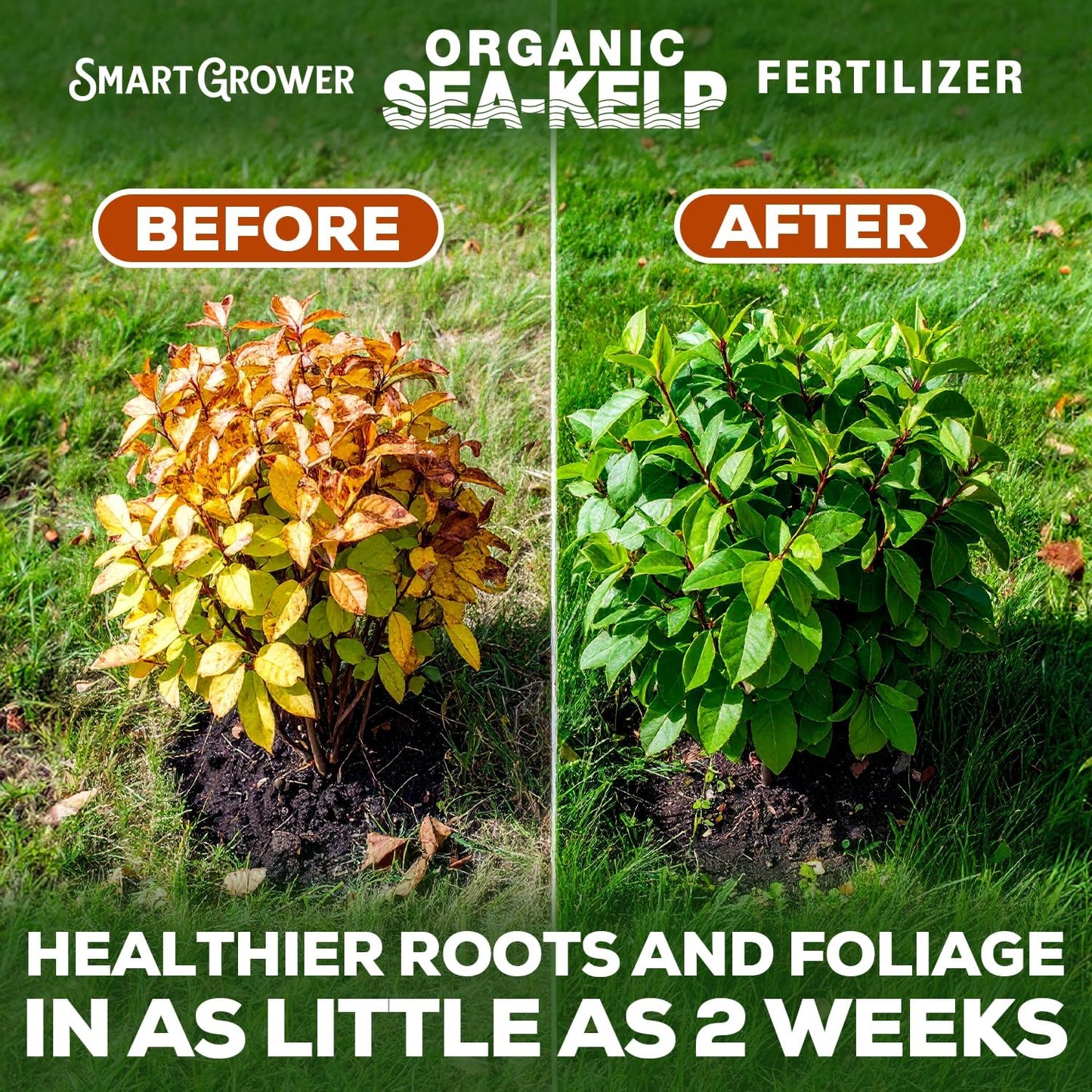 Organic Sea Kelp Fertilizer for Plants – Water-Soluble – Makes 50 Gallons – Kelp Meal Concentrate Plant Food – for Indoor Gardens, Hydroponics, Vegetables, Houseplants - Smart Grower - 2oz Bag