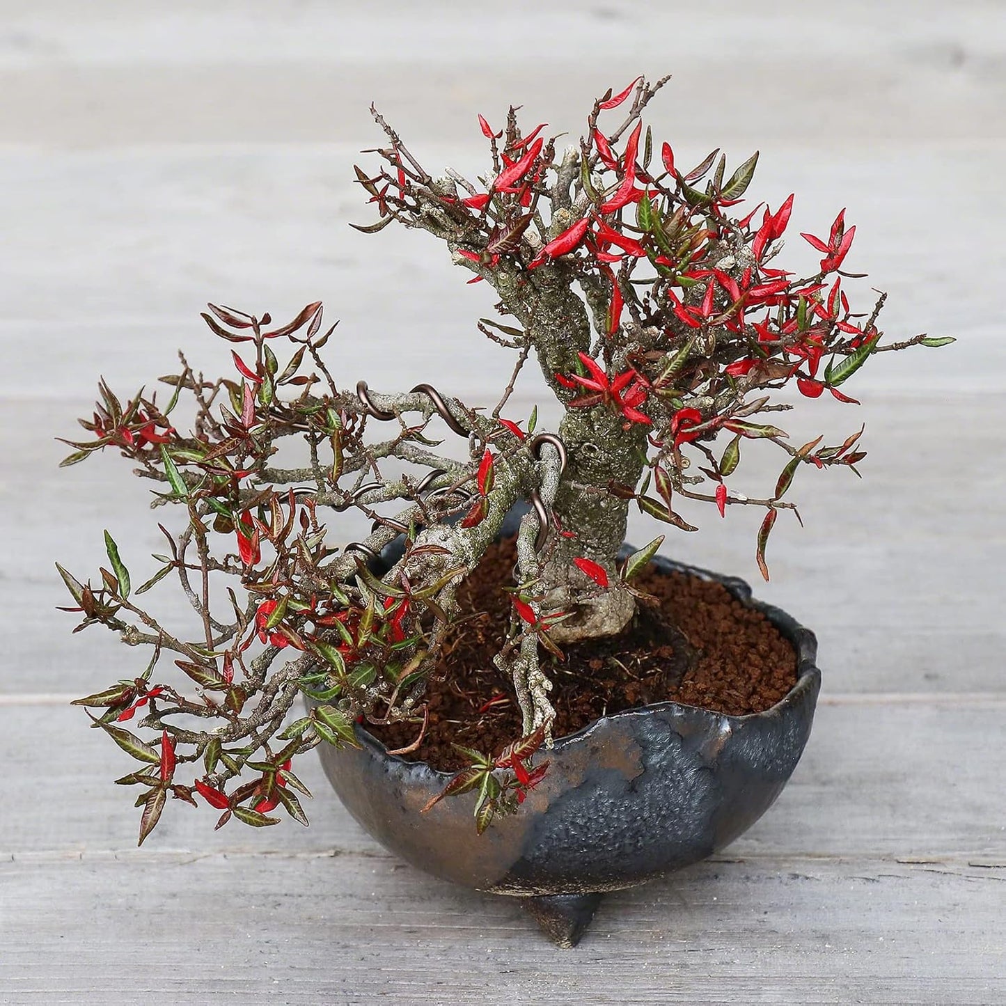 Wazakura Banko Series Japanese Handmade Rustic Crescent Shape Bonsai Pot 4.72 in (120 mm), Made in Japan Ceramic Garden Planter, Unglazed Houseplant Bowl - Black and Brown