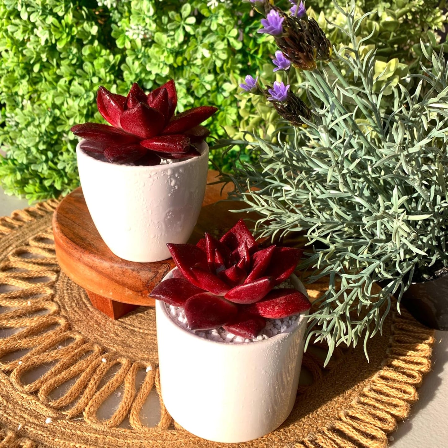 FWPP Live Succulents Plants Echeveria Agavoides v Romeo Rubin 3 inches,Rare red Succulents Bare Root Without Pot Soil, Live Plants Indoor Office Decoration Wedding and Gift