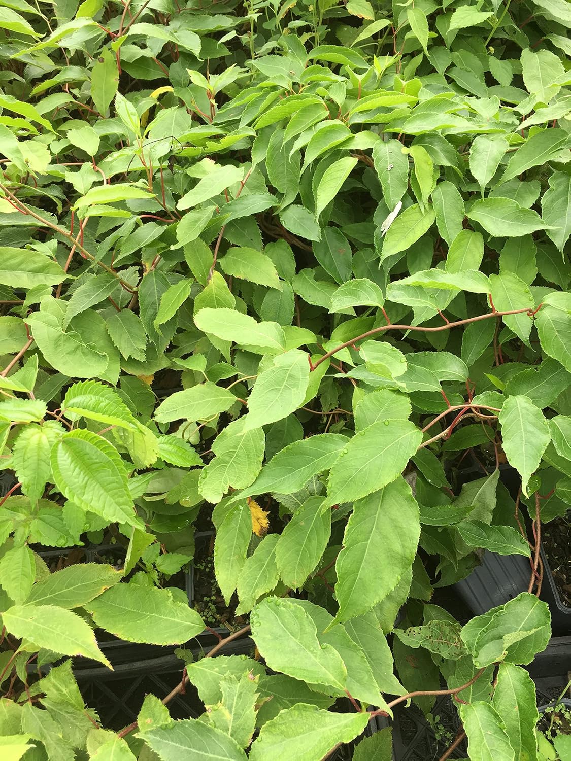 3 Hardy Kiwi Plants- 2 Ken's Red, and One Male Pollinater-All in 4 Inch Cups/Kiwi Aruguta- Awesome, Healthy Starter Plants!