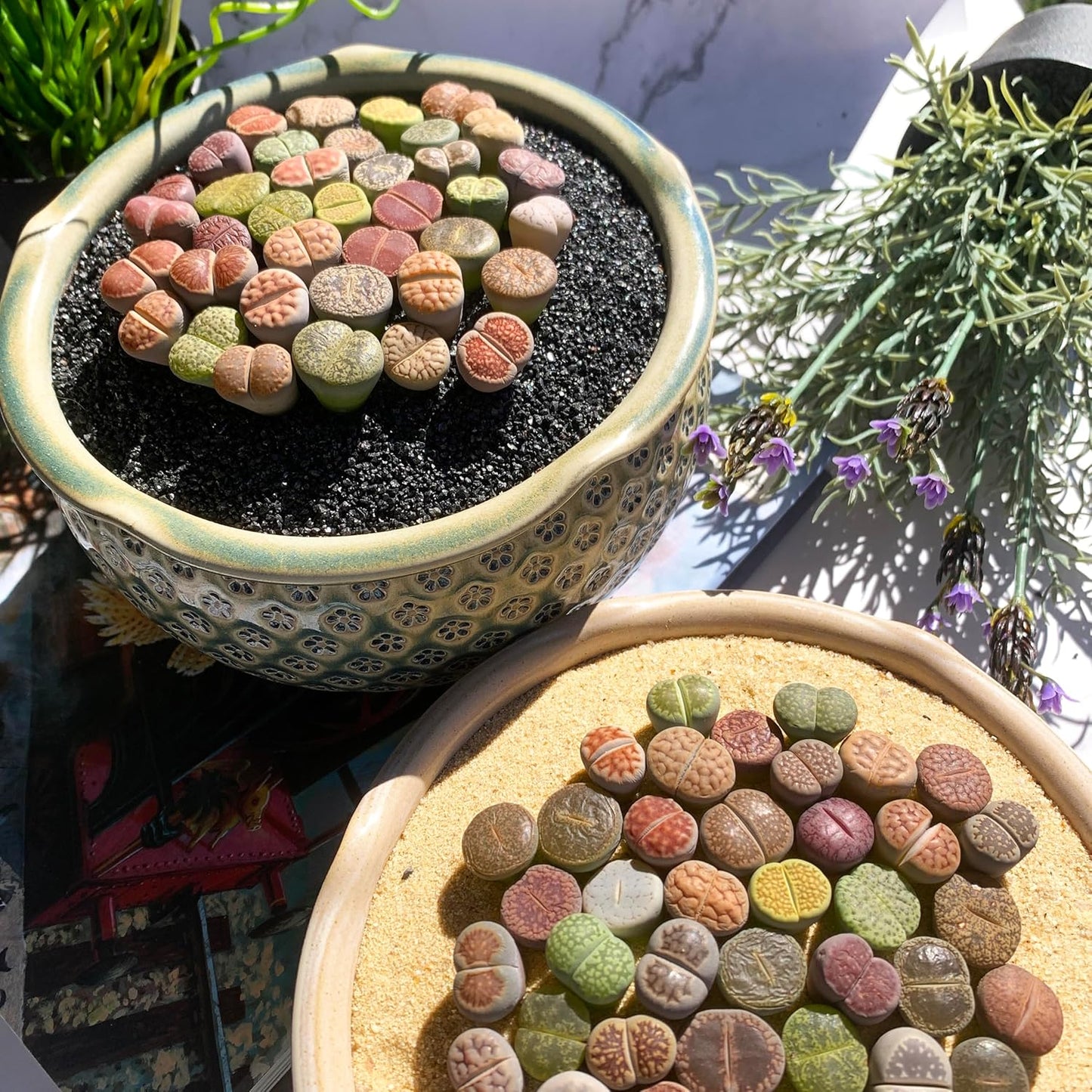 Lithops Large Random Mix Rare Live Succulent Plants, 30/50/100 Pcs 3 Years Bulk Succulent Live Plant, Bare Root Without Pot Soil, Garden Indoor, Plant Lover Gifts