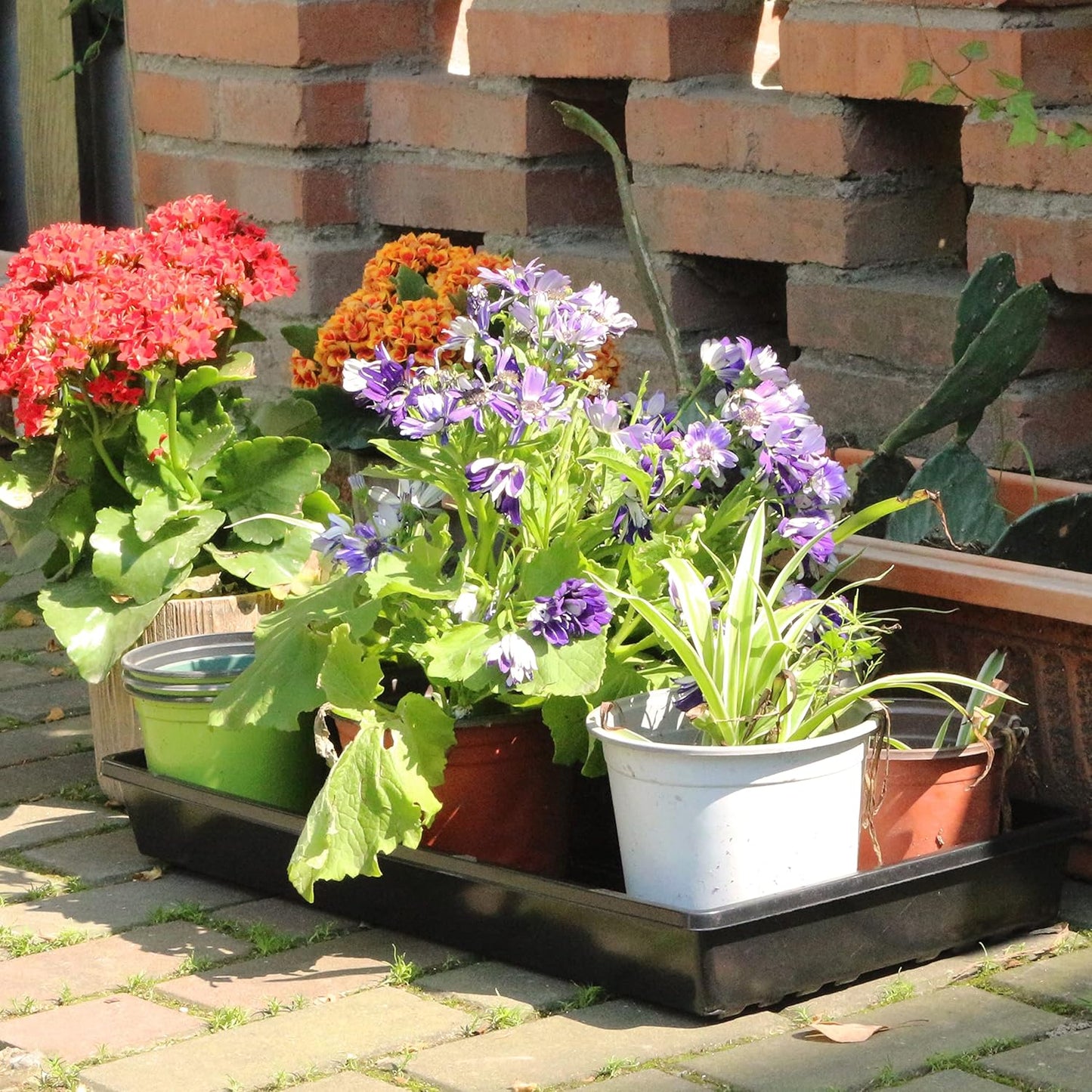 Gardzen 10 Pack Seed Trays, Reusable Plant Grow Trays, Ideal for Seed Starting, Microgreens, Indoor Gardening, and Greenhouse Plant Nurseries - No Drain Holes, 20"x10"