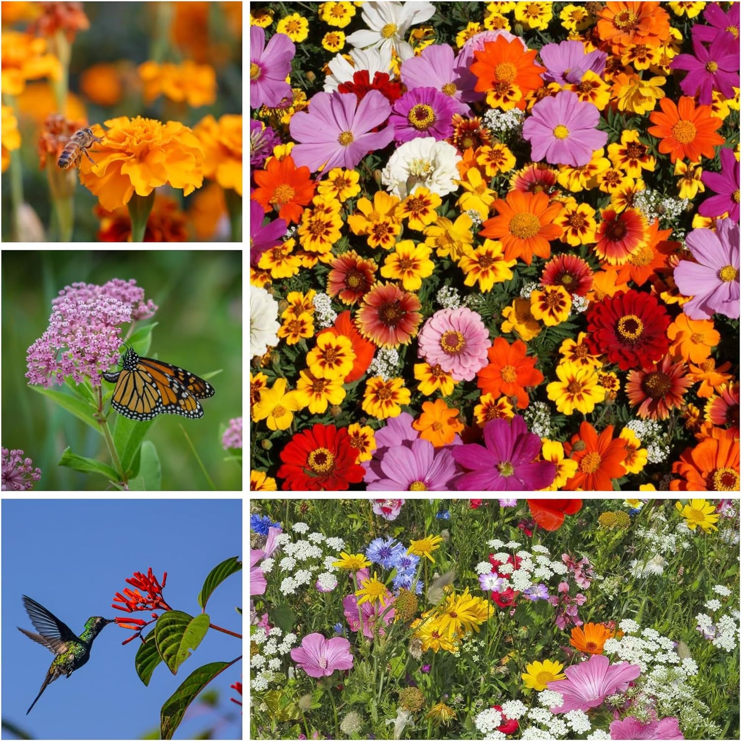 Pollinator Wildflower Seed Shaker Collection - ~300,000+ Wild Flower Seeds for Planting - Includes Hummingbird & Butterfly, Save The Monarchs, and Save The Bees Wildflower Mixes - Covers ~1,000 sq ft…