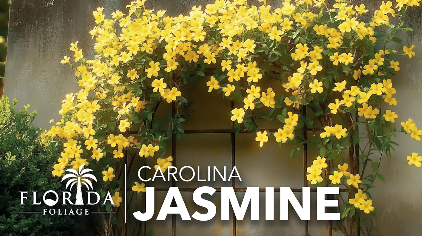 Carolina Jasmine | 3 Live Plants | Gelsemium sempervirens | Fast-Growing Flowering Vine for Trellises & Fences | Climbing Landscape Plants