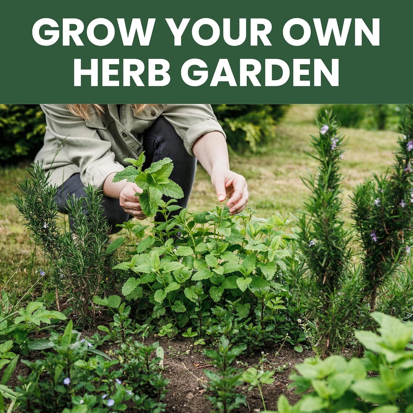 Herb Seeds | 10 Invidiual Packs | 2025 Season | Non-GMO | Mint, Parsley, Basil, Thyme & More! | for Planting Indoor & Outdoor | by Family Sown