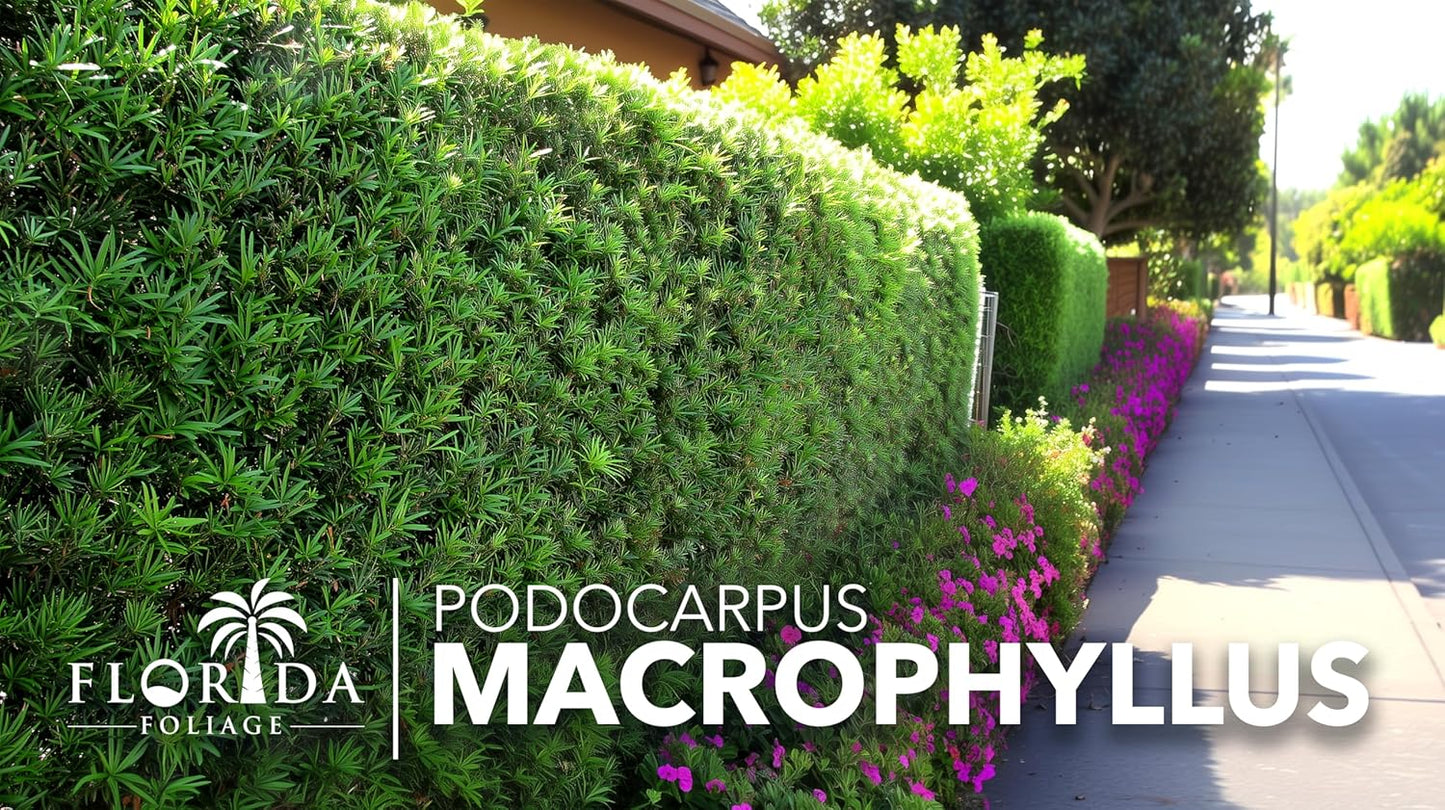 Podocarpus Macrophyllus Japanese Yew | 40 Live Plants | Podocarpus macrophyllus | Privacy Hedge Shrub | Evergreen Landscaping Plants for Gardens & Borders