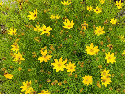 Greenwood Nursery: Live Perennial Plants - Moonbeam Tickseed + Coreopsis Verticillata - [Qty: 3X Pint Pots] - (Click for Other Available Plants/Quantities)