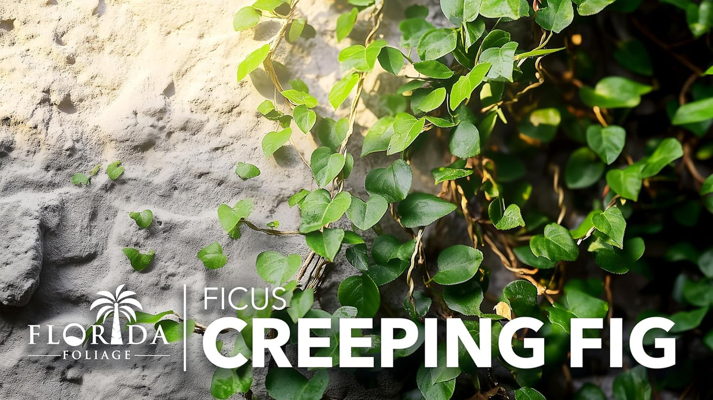 Creeping Fig Vine | 10 Live Plants | Ficus Pumila | Fast-Growing Ground Cover | Evergreen Climbing Vine for Walls & Trellises