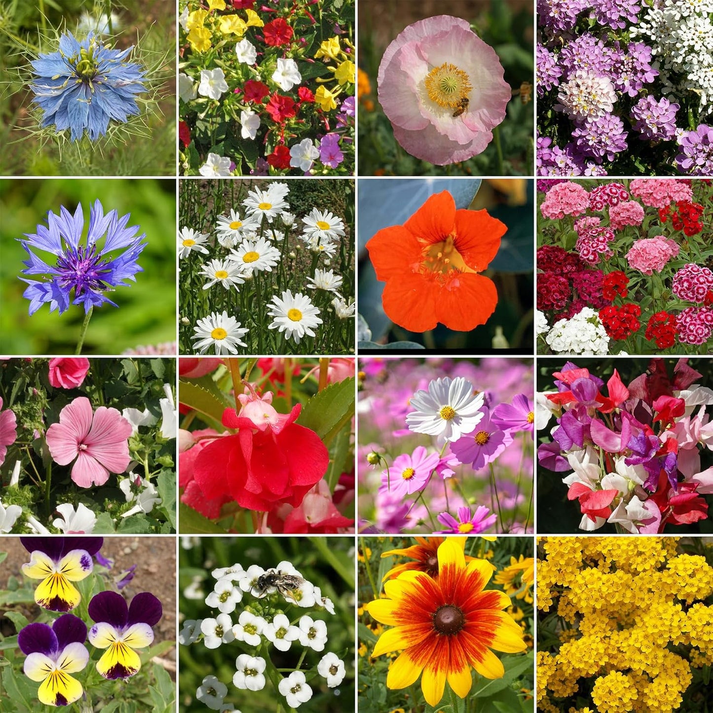 Ferry-Morse Cottage Garden Mix Bulk Flower Seeds, 1lb
