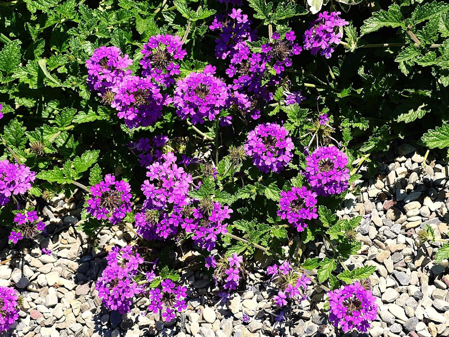 Greenwood Nursery: Live Perennial Plants - 'Homestead Purple' + Verbena Canadensis - [Qty: 1x Pint Pot] - (Click for Other Available Plants/Quantities)