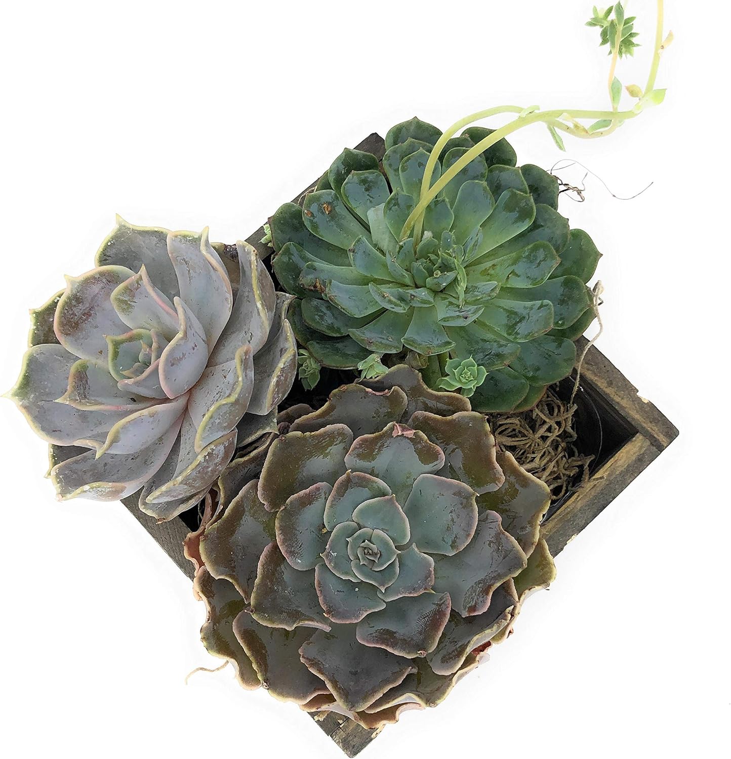 Wood Planter Box with Diamond Cross Hatch Style, 5 Inch Square, Rustic Barn Wood, Plastic Liner, Wedding Flowers Holder, Home and Venue Decor (5x5 Diamond Cross Hatch Set of 4, Natural)