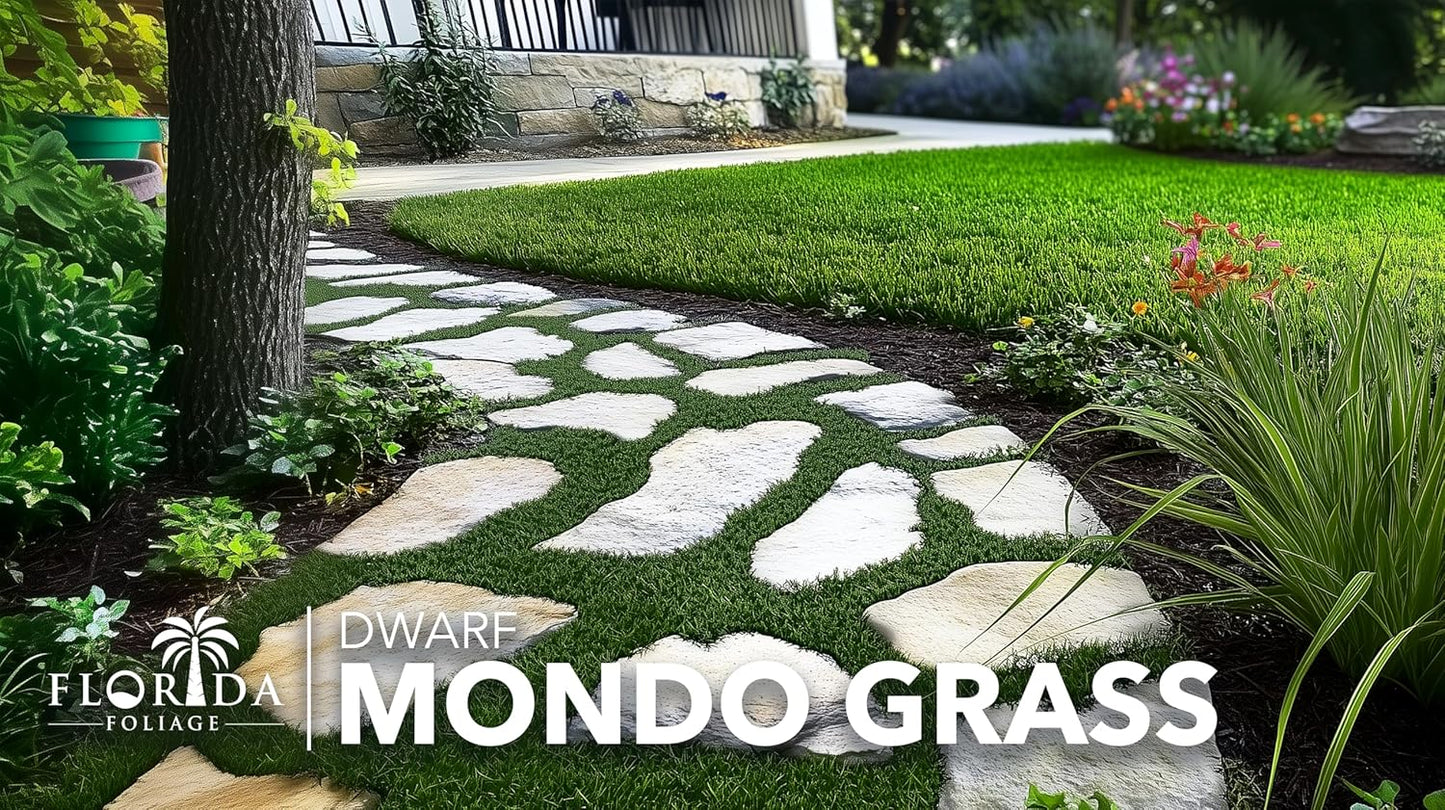 Dwarf Mondo Grass | 30 Live Plants | Ophiopogon Japonicus Nana | Lush Ground Cover | Shade Loving Low Maintenance Garden Solution | Ideal for Landscaping and Borders | Hardy and Evergreen
