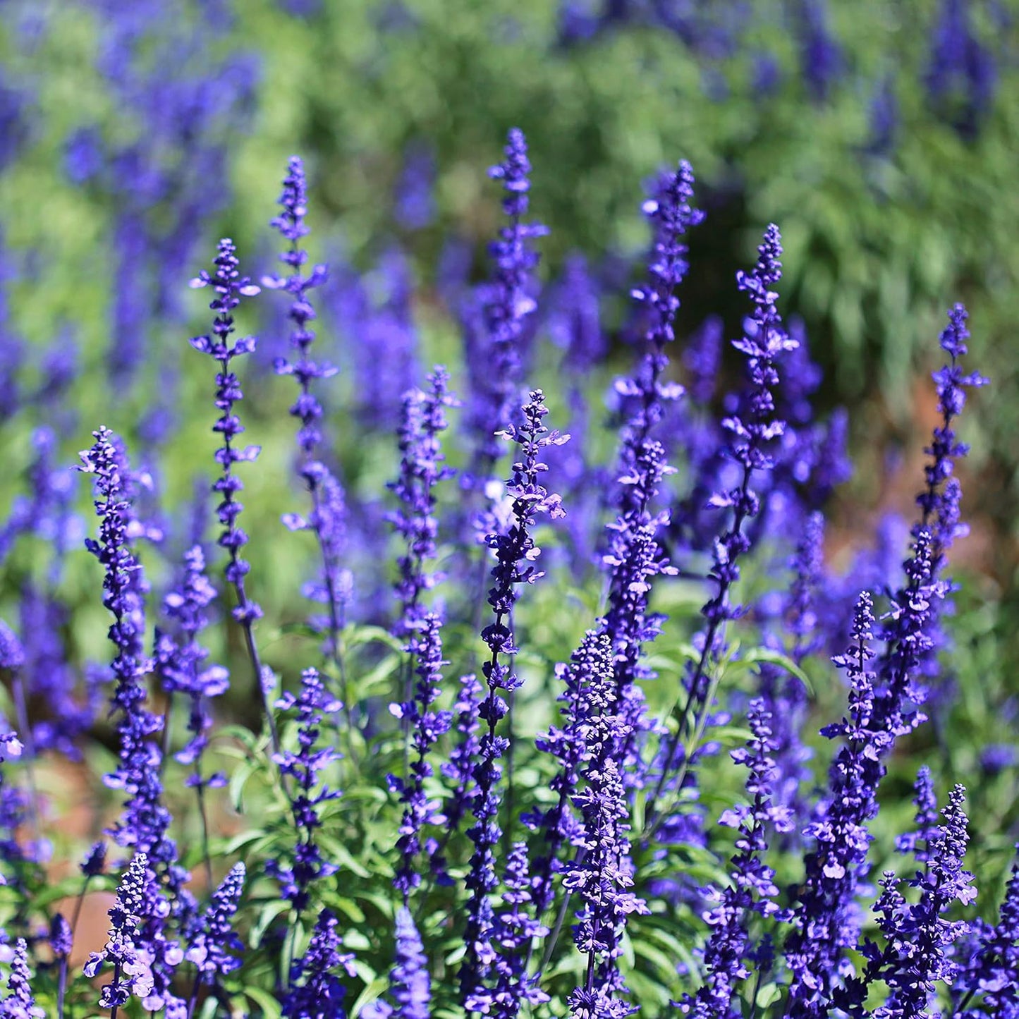 Outsidepride Blue Sage Seeds - 5000 Pcs Perennial, Drought-Tolerant & Deer-Resistant Wildflower Seeds w/Fragrant Blooms for Pollinator Attractant for Butterfly & Hummingbird Gardens & Landscaping