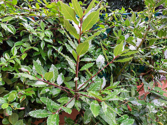 Greenwood Nursery: Live Perennial Plants - Bay Laurel Herb + Laurus Nobilis - [Qty: 2X 2.5 Pot] - (Click for Other Available Plants/Quantities)