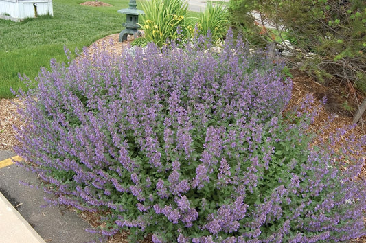 Greenwood Nursery: Live Perennial Plants - 'Walkers Low' Catmint + Nepeta × Faassenii - [Qty: 5X Pint Pots] - (Click for Other Available Plants/Quantities)