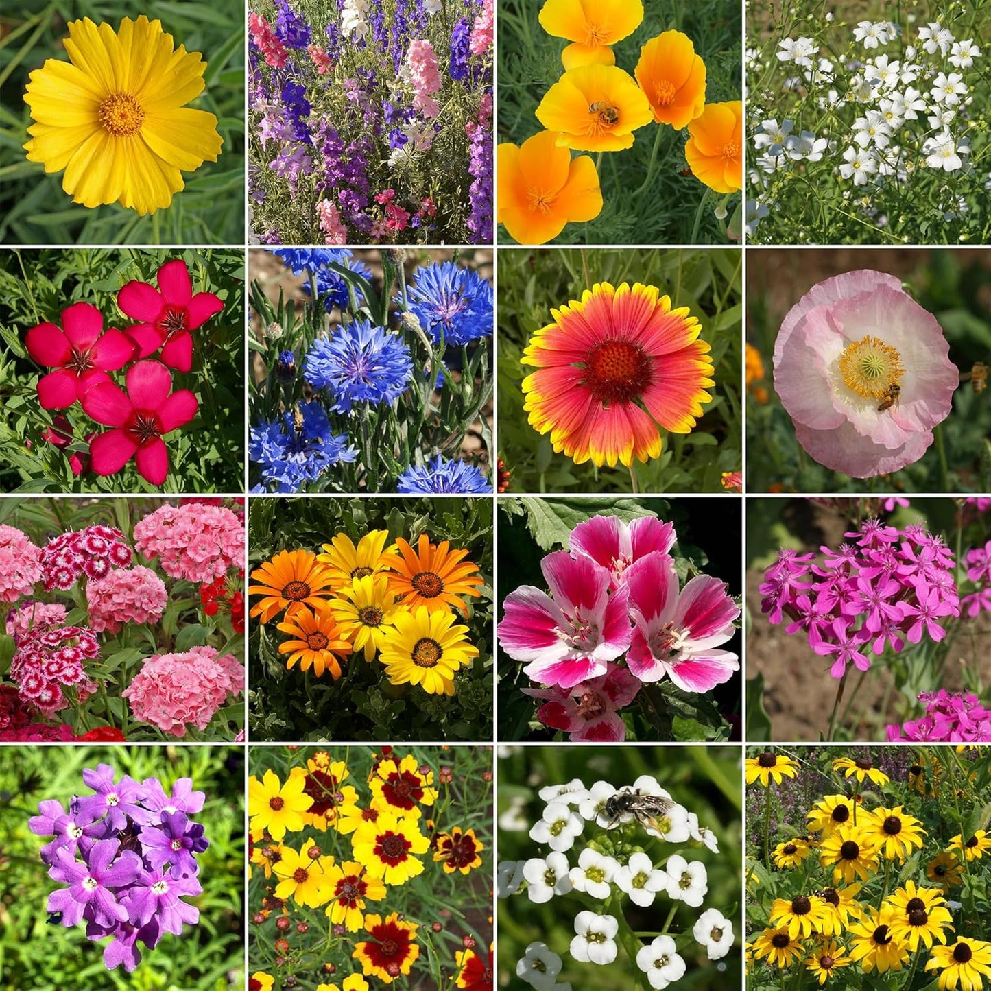 Ferry-Morse Knee-High Mix Bulk Wildflower Seeds, 1lb
