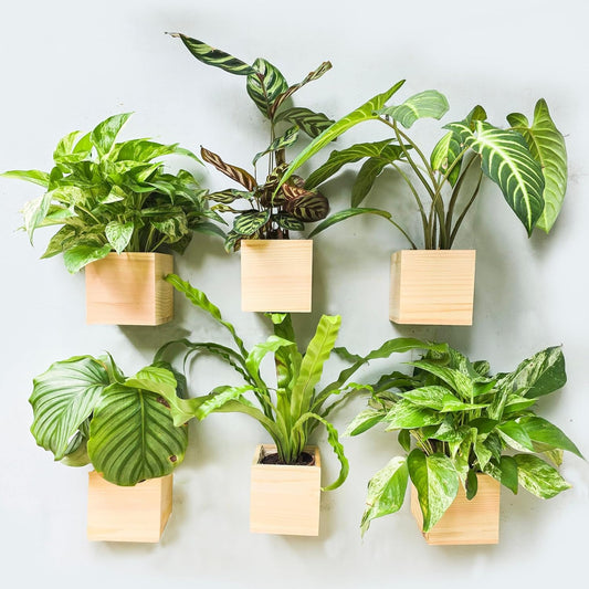 LaLaGreen Wooden Planter Box for Plants (4x4 Inch, 6 Pack) Small Square Wall Planters for Indoor Plant, Natural Wood Hanging Flower Boxes Herb Planter Table Centerpiece Modern Home Garden Office Decor