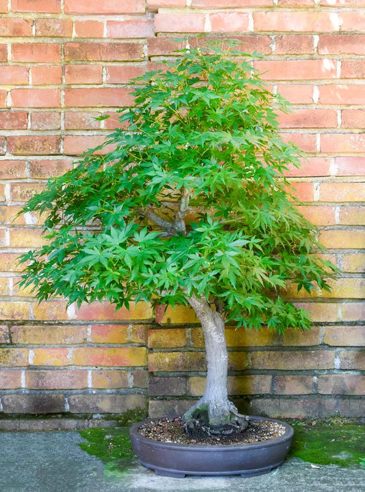 3 Green Japanese Maple Tree Seedlings for Planting - Excellent Bonsai Material - Ready to Plant - Approx 12 Inches Tall