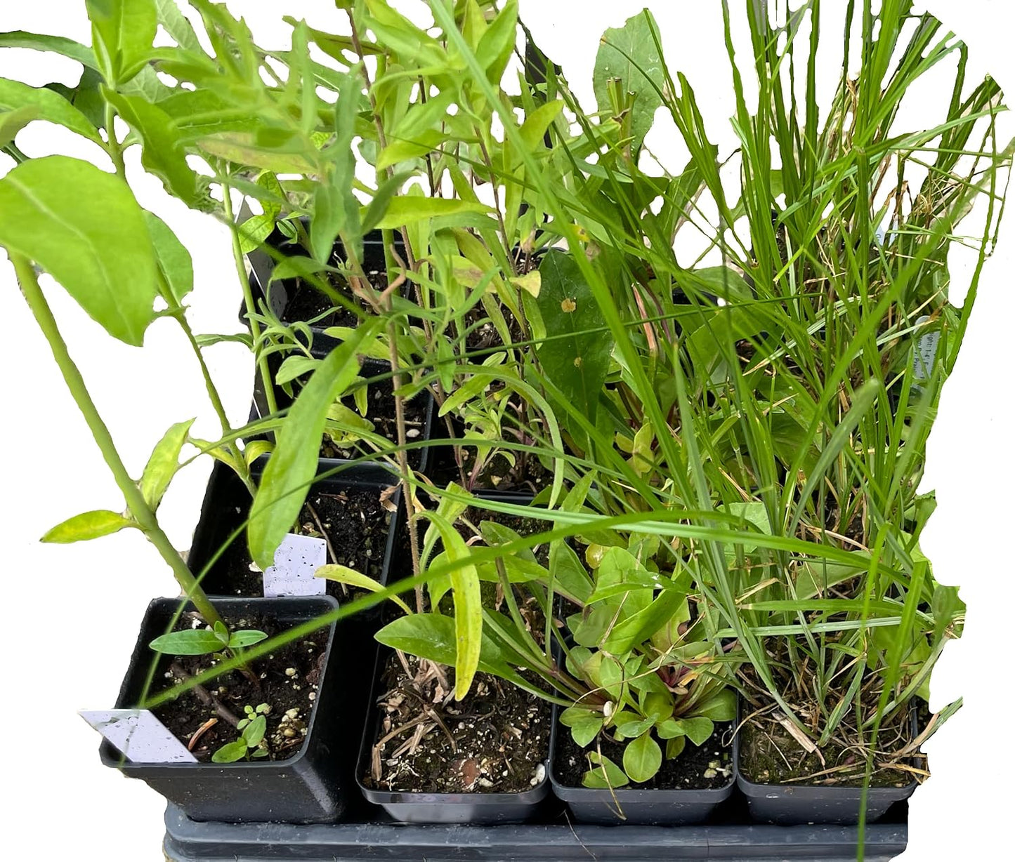 16 Live Outdoor Native Plants for Full Sun from My Home Park – Includes Aromatic Aster, Blue Mistflower, Butterfly Weed & Lanceleaf Coreopsis – Not Seeds – 4–8” Tall on Arrival – Easy to Grow