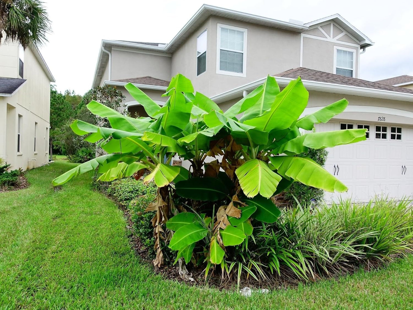 Greenwood Nursery: Live Perennial Plants - Musa Basjoo Cold Hardy Banana - [Qty: 10x Pint Pots] - (Click for Other Available Plants/Quantities)