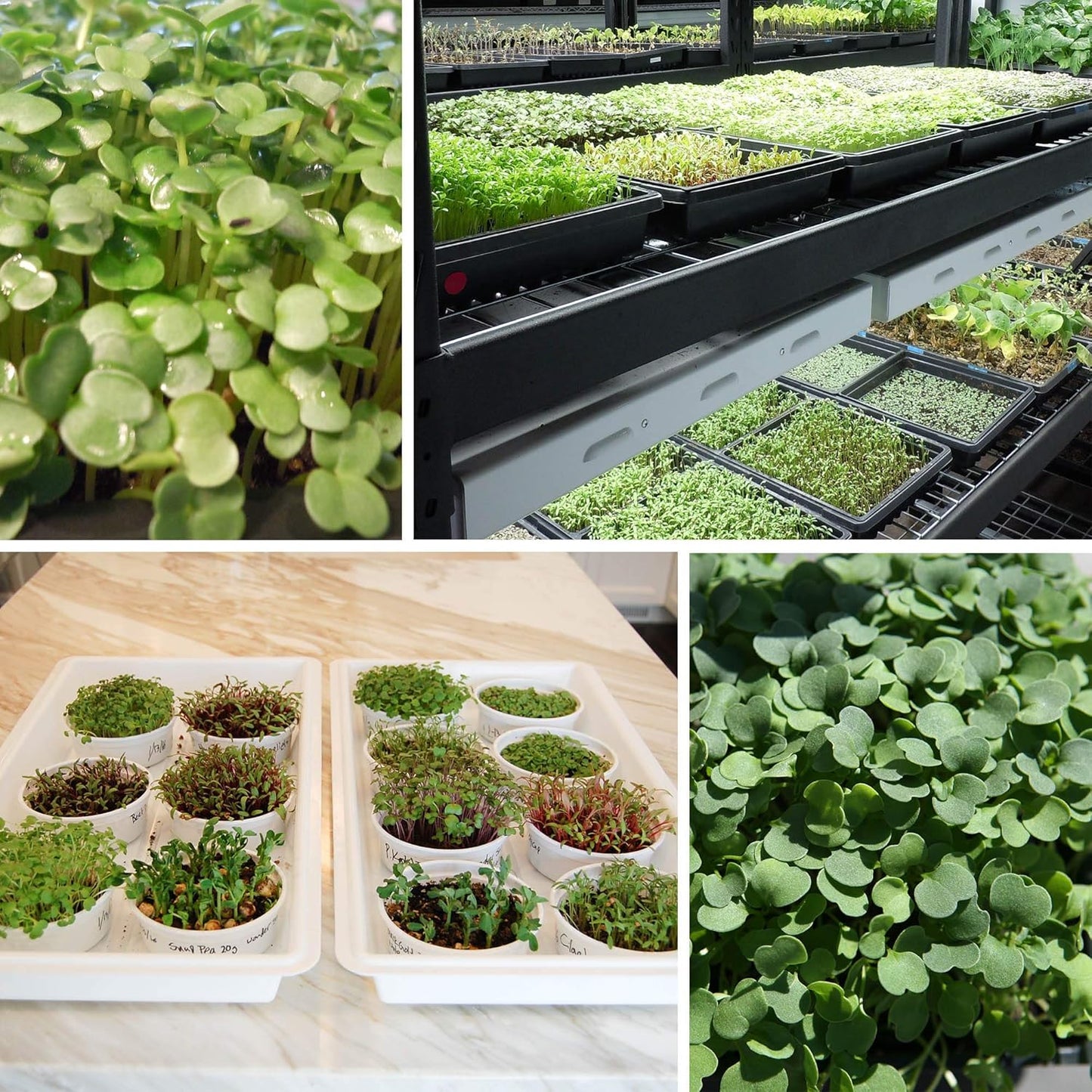 Handy Pantry Black Plastic Garden Tray Inserts - 5 Sheets of 36 Planting Pot Cells Each - 2x3 Nested x6 Configuration - Perforated - Nursery, Greenhouse, Gardening