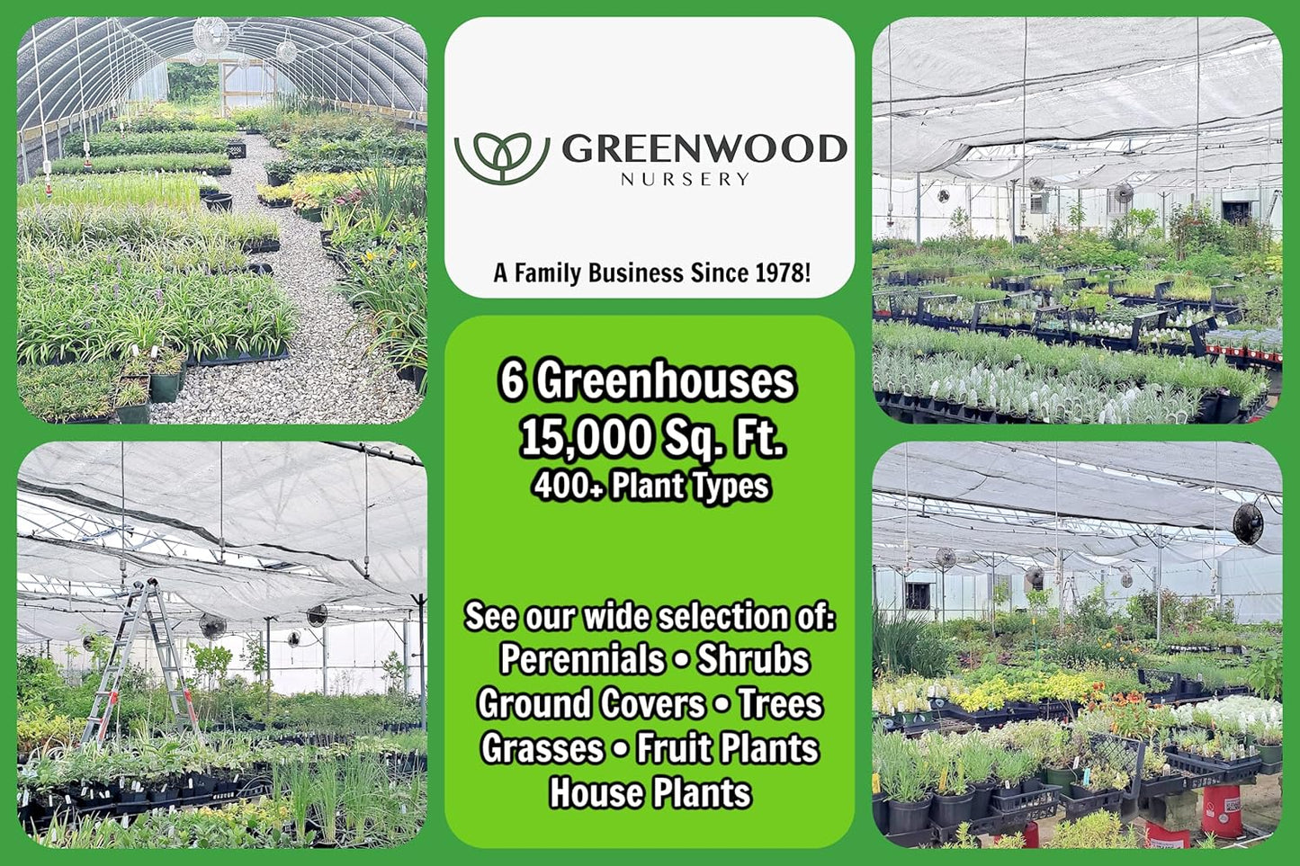 Greenwood Nursery: Live Perennial Plants - Autumn Brilliance Fern + Dryopteris Erythrosora - [Qty: 2X Pint Pots] - (Click for Other Available Plants/Quantities)