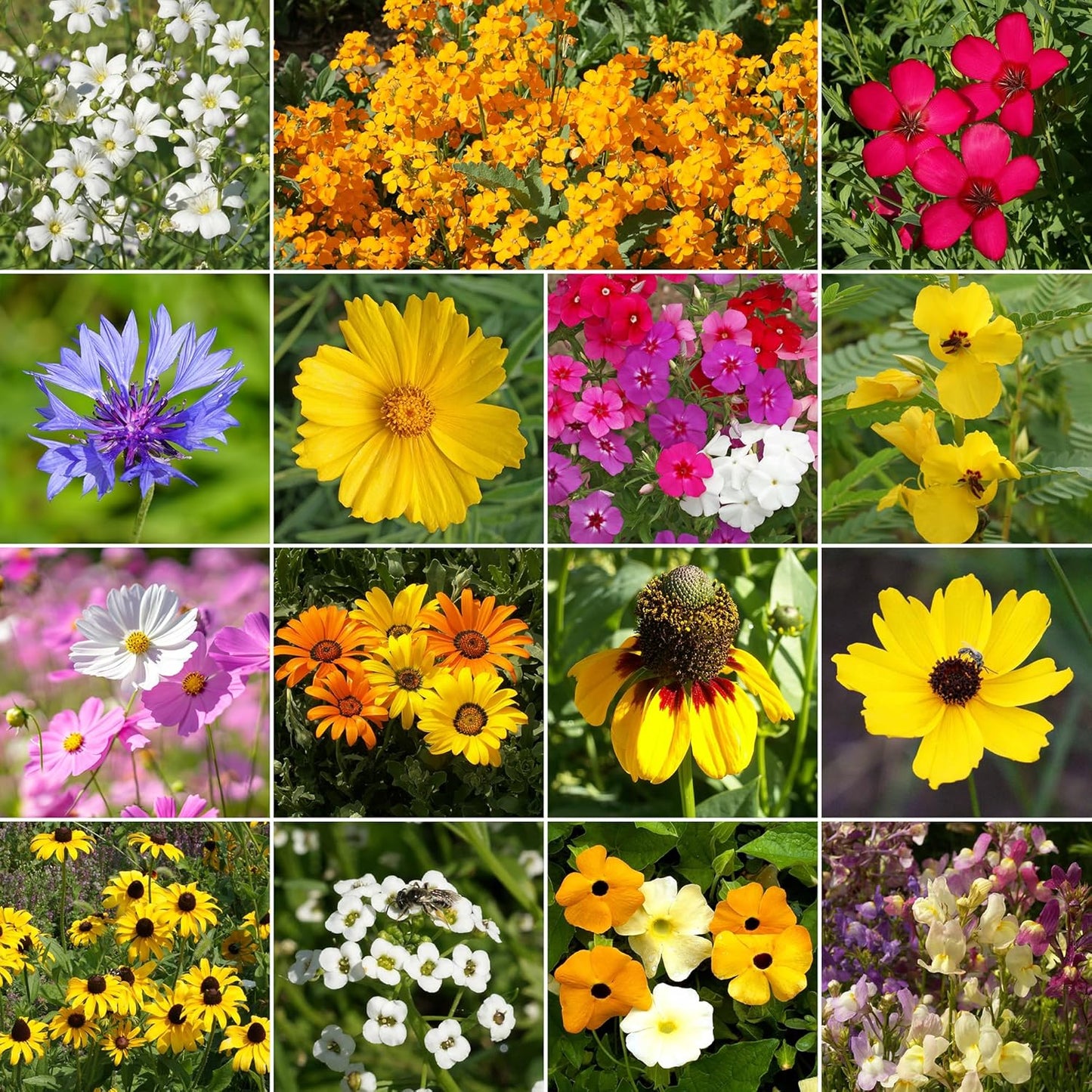 Ferry-Morse Gulf Coast-Caribbean Mix Bulk Wildflower Seeds, 1lb