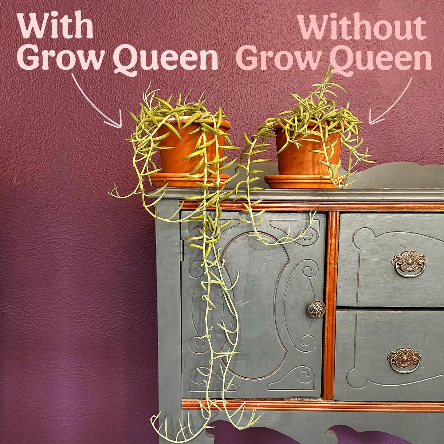 Complete Organic Cactus & Succulent Fertilizer, Succulent Plant Food & Cactus Food, Bonsai, Snake Plant Fertilizer, 7 Servings Fast & Slow Release Feeds up to 28 Plants 8 Months