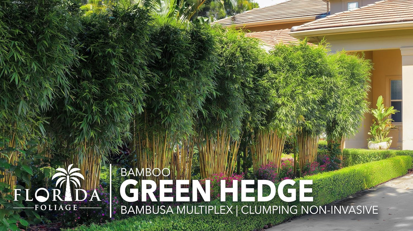 Green Hedge Bamboo | 3 Large Gallon Size Plants | Bambusa multiplex | Fast Growing Privacy Screen | Clumping Bamboo for Landscapes Gardens Walkways Accent Foundation Beds Decorative Garden