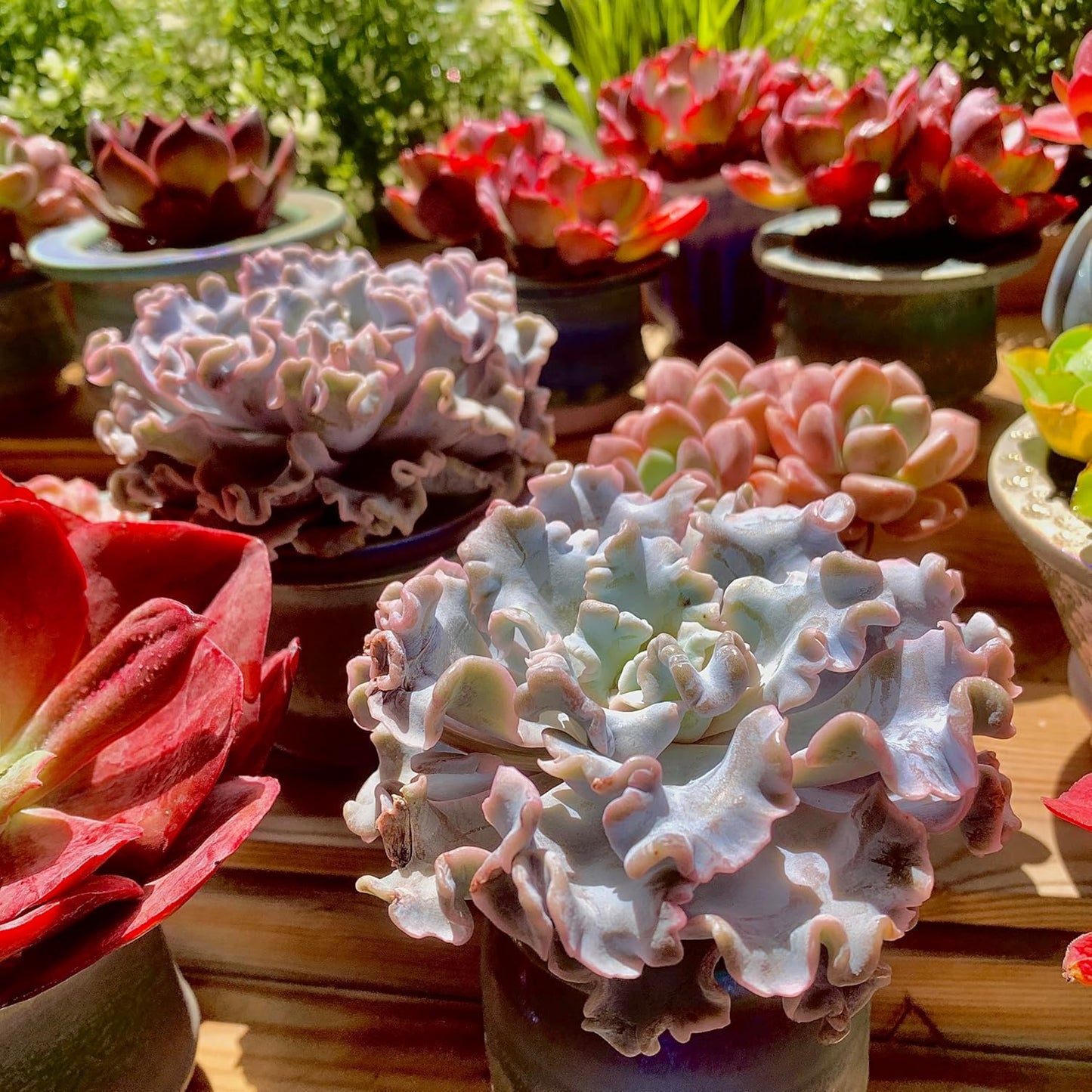 FWPP Echeveria 'Crispate Beauty' Live Succulent 3.5 Inch Potted Plant, Easy Care Indoor Houseplant, Real Succulent Gift for Home or Office Decor