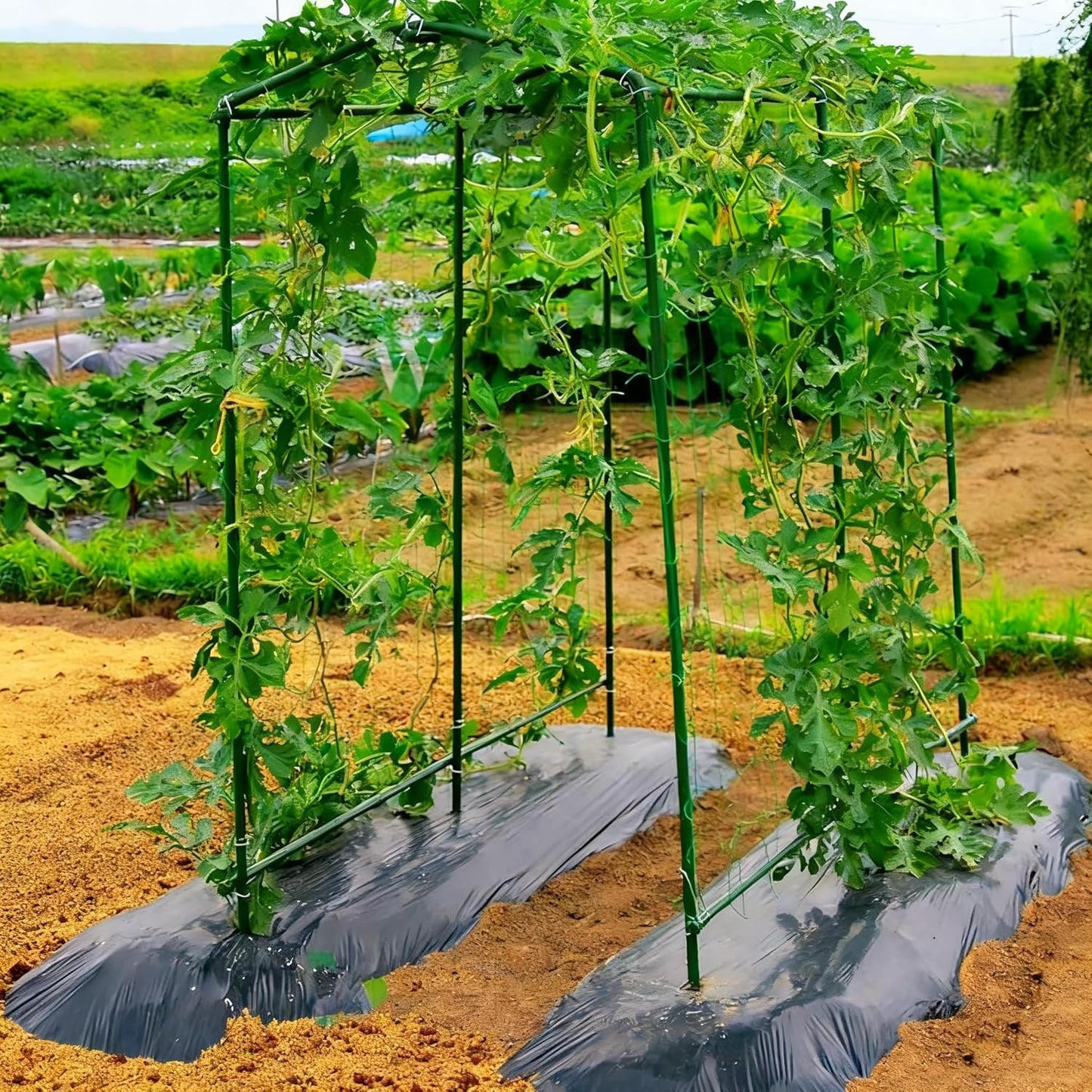 Xiny Tool Garden Stakes, 15 Pack 8 FT Steel Plant Garden Tomato Stakes with Plastic Coat for Climbing Plants (96 Inch)