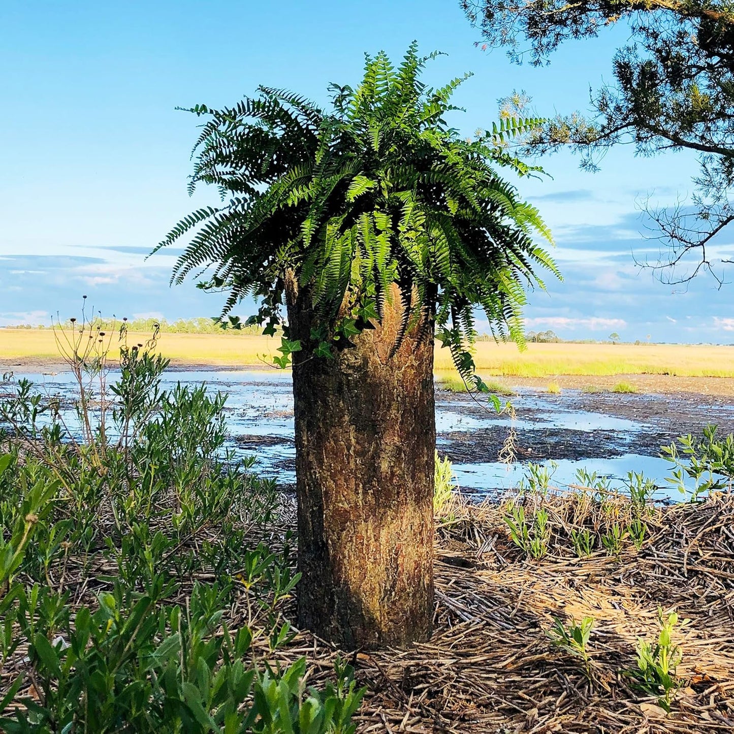 🌳 Large Hollow Log Planter. Outdoor Garden, Yard & Porch Pot. Tall Tree Stump Well Pump Cover. Weatherproof, Rustic, Natural Looking Deck & Patio Decor. Better Than a Fake Rock.