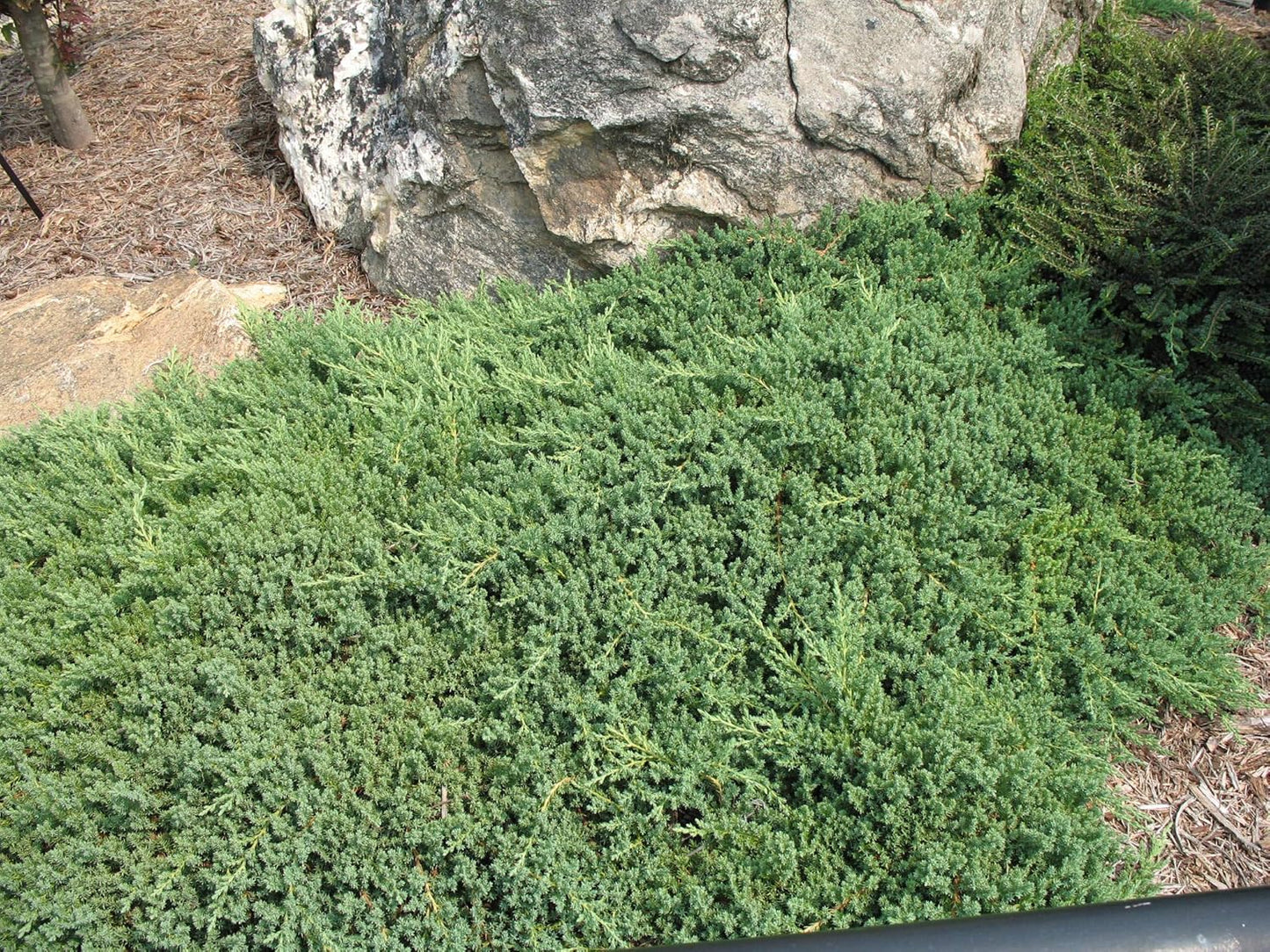 Juniper Procumbens Nana - 30 Live Plants - Drought Tolerant Evergreen Groundcover - Great for Bonsai